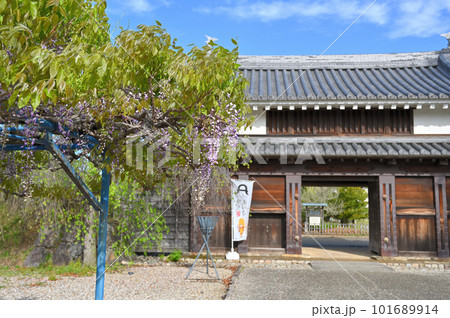 藤咲く　西尾市歴史公園 101689914
