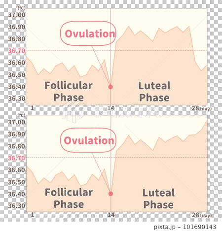 圖解插圖比較懷孕可能性的基礎體溫圖英文（°C） 101690143