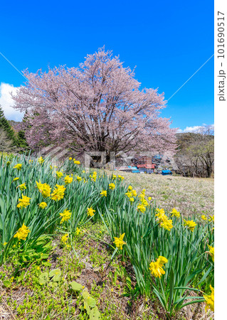 満開の桜とスイセンのある風景(縦) 満開の桜とスイセンのある風景(縦) 101690517