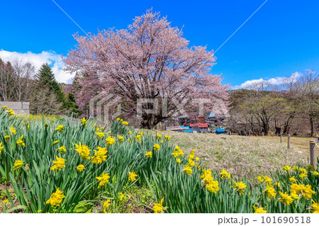 満開の桜とスイセンのある風景 満開の桜とスイセンのある風景 101690518
