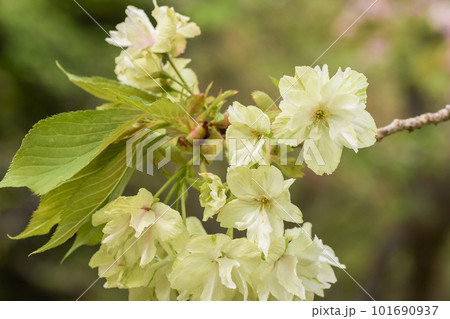 春のイメージ　鬱金（ウコン桜） 101690937