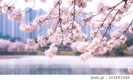 cherry blossom branch in the river 101691496