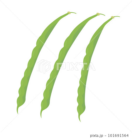 さやいんげんのベクターイラスト。 101691564