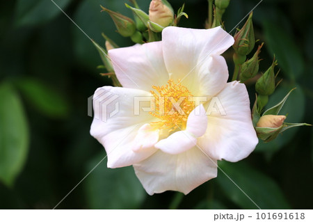 白いバラ 101691618