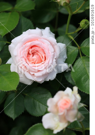 薄いピンクのバラ 101691619