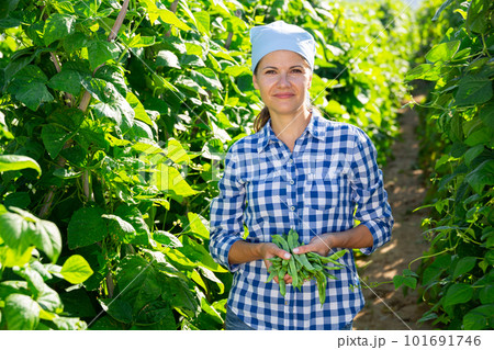 Female grower with ripe pods of green beans on vegetable garden Female grower with ripe pods of green beans on vegetable garden 101691746