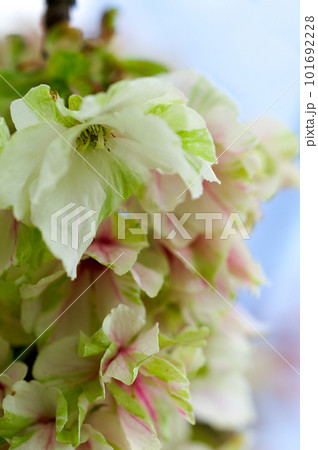 桜 信濃川・やすらぎ堤の化粧咲きの鬱金桜 (うこんざくら) 101692228