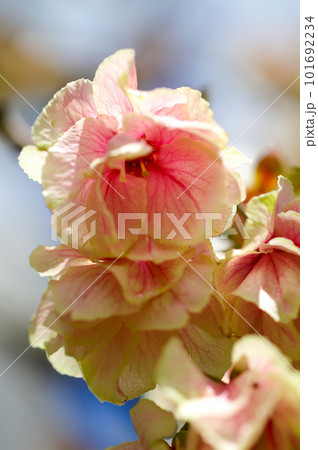 桜 信濃川・やすらぎ堤の化粧咲きの鬱金桜 (うこんざくら) 101692234