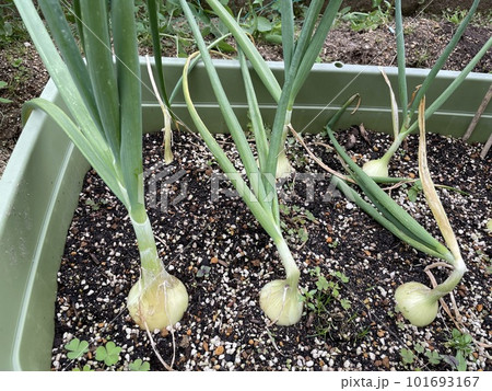 家庭菜園のタマネギ 家庭菜園のタマネギ 101693167