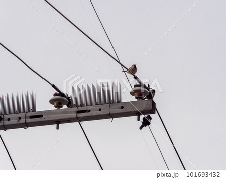 鳥除けが設置された電柱とスズメ 鳥除けが設置された電柱とスズメ 101693432