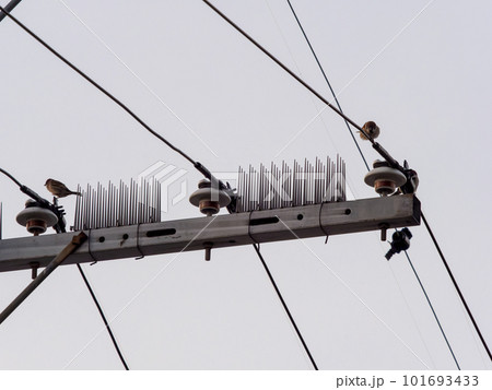 鳥除けが設置された電柱とスズメ 鳥除けが設置された電柱とスズメ 101693433