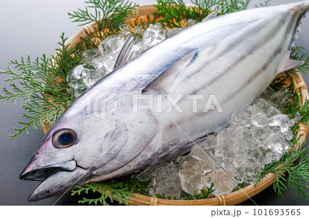 本がつお 101693565