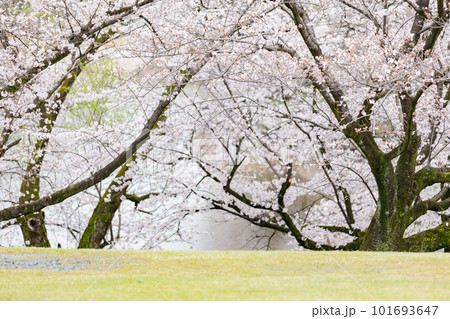 桜のある公園 芝生広場 桜のある公園 芝生広場 101693647