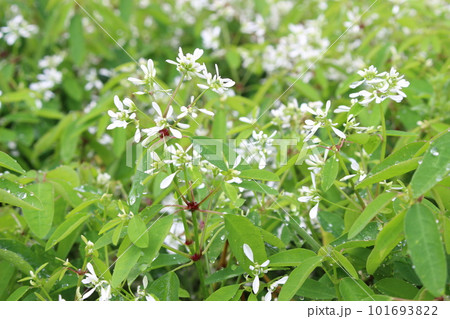 ベトナムダラットの白い花 101693822