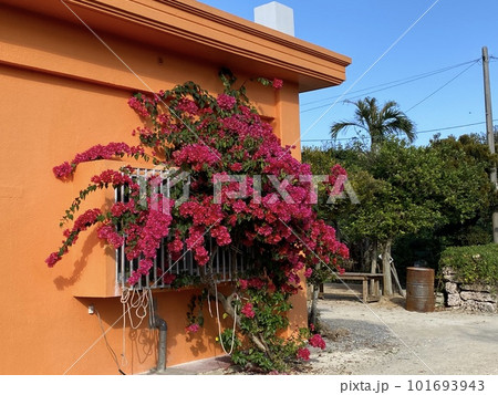 沖縄の離島・黒島のカラフルな建物とブーゲンビリア 101693943