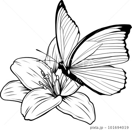 drawings of butterflies on flowers
