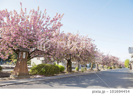 群馬県渋川市白井宿の八重桜 101694454