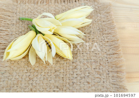 The White Champaka on sack background. 101694597