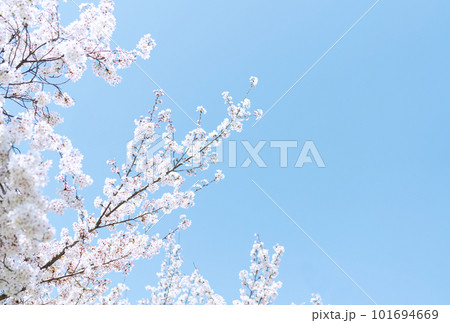 桜の花と青い空 101694669