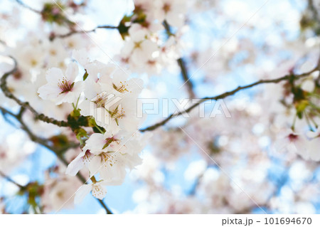 桜の花と青い空 101694670