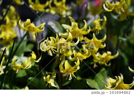 黄色いカタクリ 黄色いカタクリ 101694862