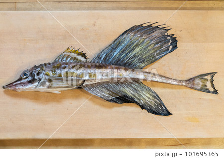 まな板の上の魚 トクビレ ハッカク まな板の上の魚 トクビレ ハッカク 101695365