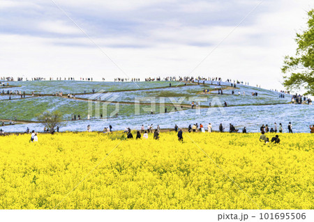 春の国営ひたち海浜公園　満開の菜の花畑とネモフィラ　茨城県ひたちなか市 101695506