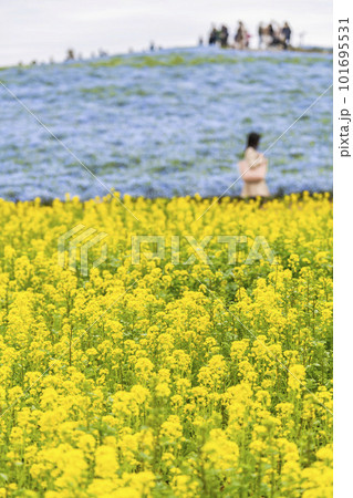 春の国営ひたち海浜公園 満開の菜の花畑とネモフィラ 茨城県ひたちなか市 春の国営ひたち海浜公園 満開の菜の花畑とネモフィラ 茨城県ひたちなか市 101695531