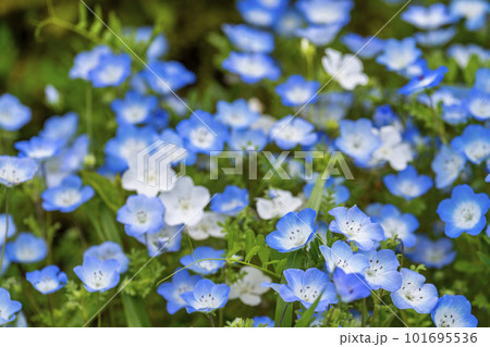 春の国営ひたち海浜公園　満開のネモフィラ　茨城県ひたちなか市 101695536