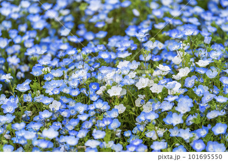 春の国営ひたち海浜公園　満開のネモフィラ　茨城県ひたちなか市 101695550