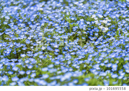 春の国営ひたち海浜公園　満開のネモフィラ　茨城県ひたちなか市 101695558
