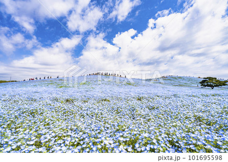 春の国営ひたち海浜公園 満開のネモフィラ 茨城県ひたちなか市 春の国営ひたち海浜公園 満開のネモフィラ 茨城県ひたちなか市 101695598