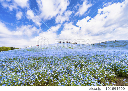 春の国営ひたち海浜公園 満開のネモフィラ 茨城県ひたちなか市 春の国営ひたち海浜公園 満開のネモフィラ 茨城県ひたちなか市 101695600