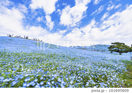 春の国営ひたち海浜公園 満開のネモフィラ 茨城県ひたちなか市 春の国営ひたち海浜公園 満開のネモフィラ 茨城県ひたちなか市 101695609