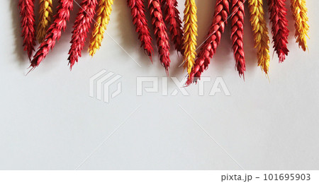 Frame from spikelets of red and orange wheat on a white background. Place to write 101695903