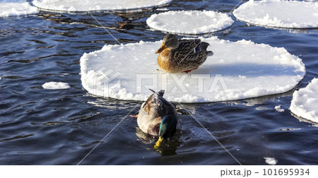 Several ducks sit on a frozen lake 101695934
