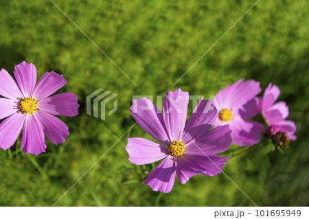 Pink Kosmeya flower brightly backlit by the sun, view from the side of the flower stalk. 101695949
