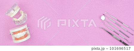 Model dentures and dental equipment, free space for dental care on pink color background concept. 101696517