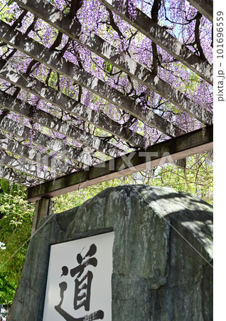 松下記念公園の藤棚 101696559