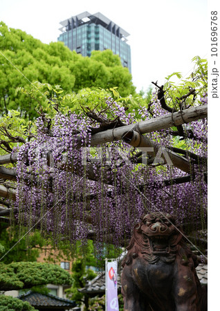 狛犬と藤の花 狛犬と藤の花 101696768