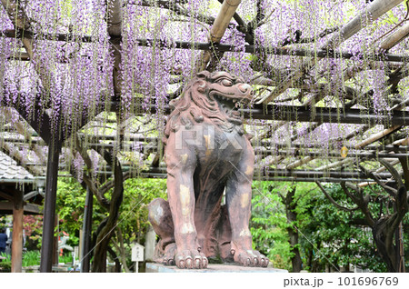 狛犬と藤の花 101696769