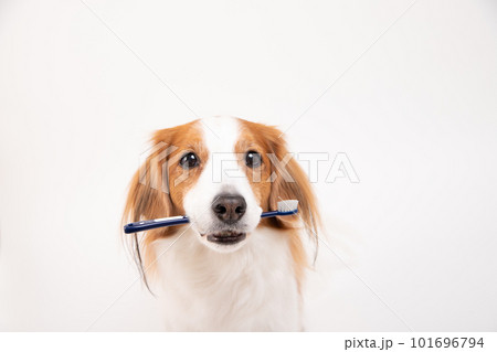 歯ブラシをくわえ、歯磨きの準備をするコーイケルホンディエ 101696794