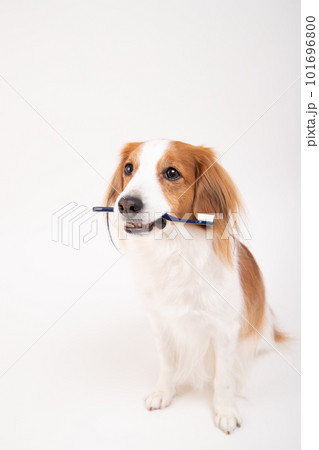 歯ブラシをくわえ、歯磨きの準備をするコーイケルホンディエ 101696800