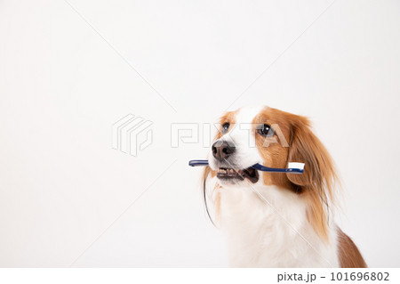 歯ブラシをくわえ、歯磨きの準備をするコーイケルホンディエ 歯ブラシをくわえ、歯磨きの準備をするコーイケルホンディエ 101696802