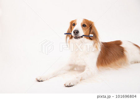 歯ブラシをくわえ、歯磨きの準備をするコーイケルホンディエ 歯ブラシをくわえ、歯磨きの準備をするコーイケルホンディエ 101696804