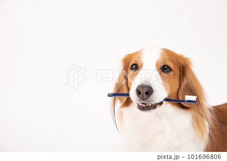 歯ブラシをくわえ、歯磨きの準備をするコーイケルホンディエ 101696806