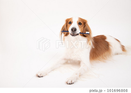 歯ブラシをくわえ、歯磨きの準備をするコーイケルホンディエ 101696808