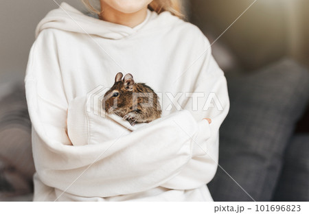 Young girl playing with small animal degu squirrel. 101696823