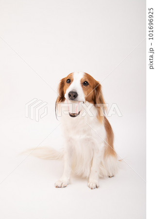 遊んで欲しくて、ボールをくわえてアピールをするコーイケルホンディエ 101696925