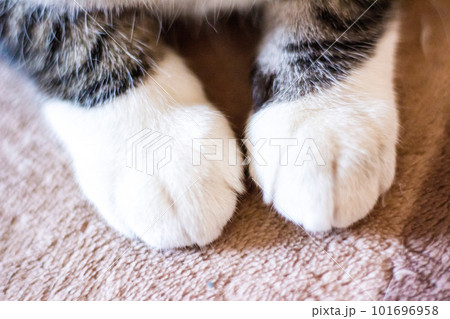 鯖トラ猫の靴下ニャンコの前足クローズアップ 101696958